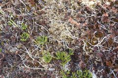 Thamnolia vermicularis vermicularis