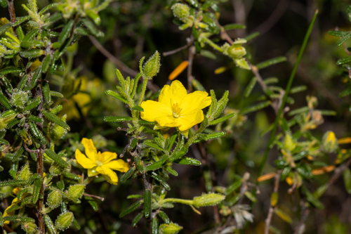 Warty Guinea-flower (Hibbertia glebosa)