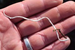 Thamnolia vermicularis vermicularis