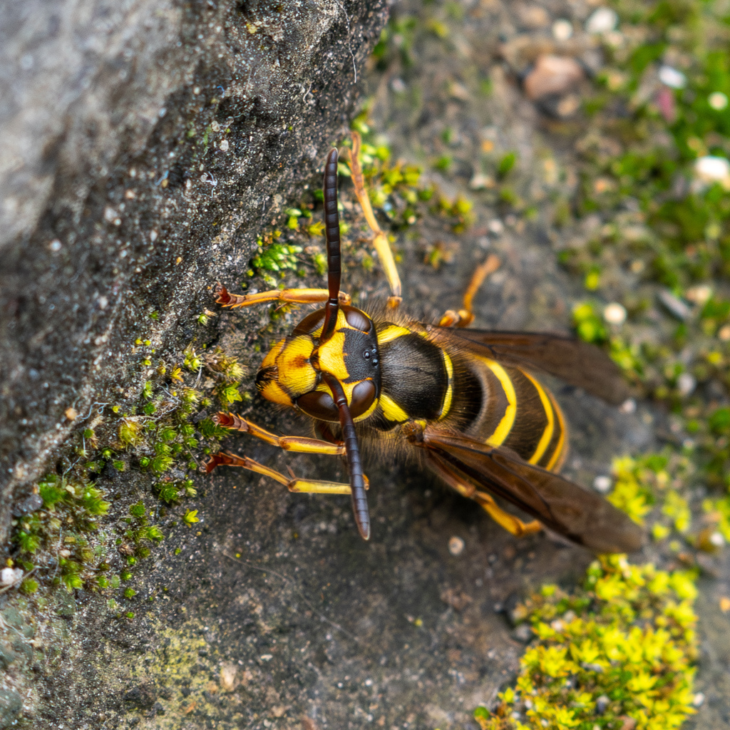 Korean Yellowjacket