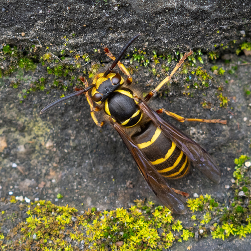 Korean Yellowjacket