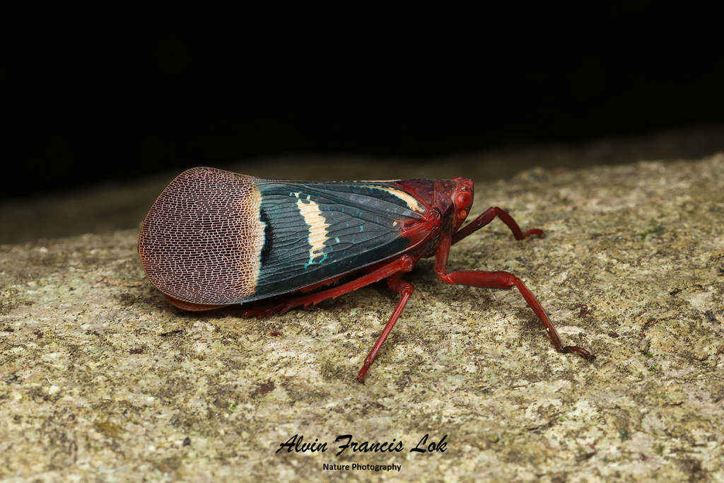 Scamandra daphne