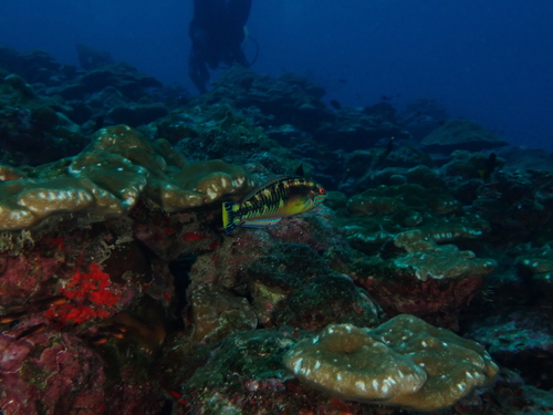 Cocos Wrasse