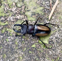 Lucanus parryi