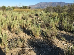 Pseudognaphalium leucocephalum