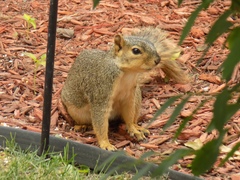 Sciurus niger