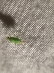 Blepharidopterus provancheri