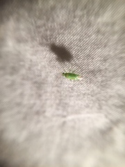 Blepharidopterus provancheri