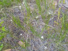 Calochortus lyallii