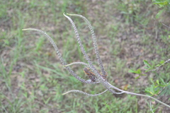 Amorpha paniculata
