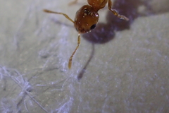 Solenopsis molesta