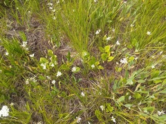 Calochortus lyallii