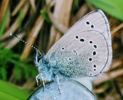 Glaucopsyche lygdamus couperi