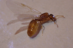Solenopsis molesta