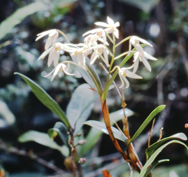 Dendrobium geminatum (Blume) Lindl.
