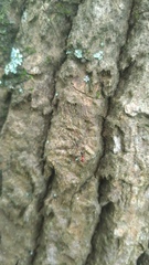 Paradasynus spinosus