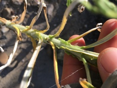 Pseudognaphalium leucocephalum