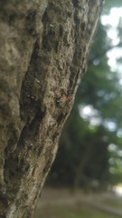 Paradasynus spinosus