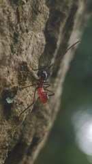 Paradasynus spinosus