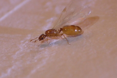 Solenopsis molesta