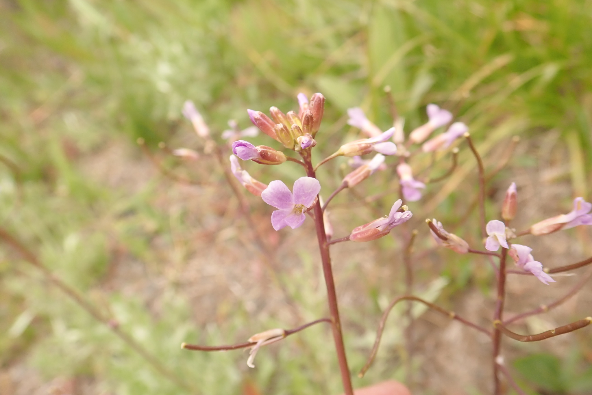 Boechera divaricarpa
