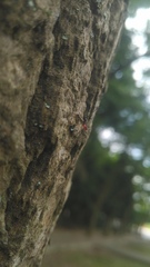 Paradasynus spinosus