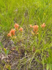 Castilleja hispida