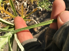 Pseudognaphalium leucocephalum