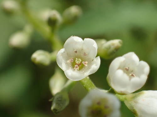 Lysimachia chikungensis