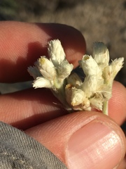 Pseudognaphalium leucocephalum