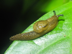 Ariophantidae