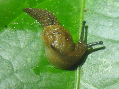 Ariophantidae
