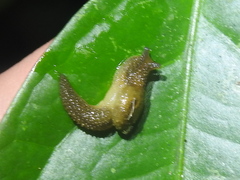 Ariophantidae