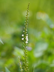 Lysimachia fortunei