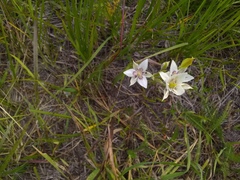 Calochortus lyallii