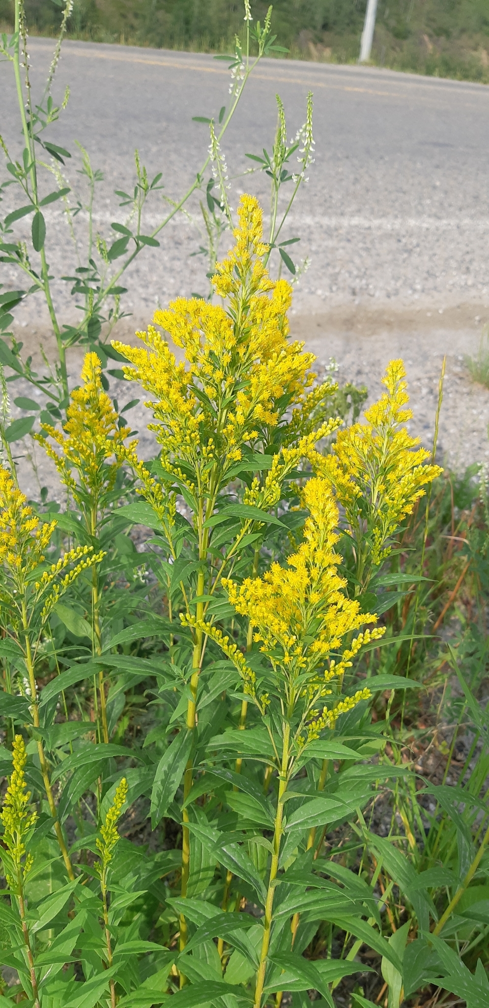 Solidago lepida var. lepida