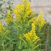 Solidago lepida lepida - Photo (c) kimedgar, some rights reserved (CC BY-NC), uploaded by kimedgar