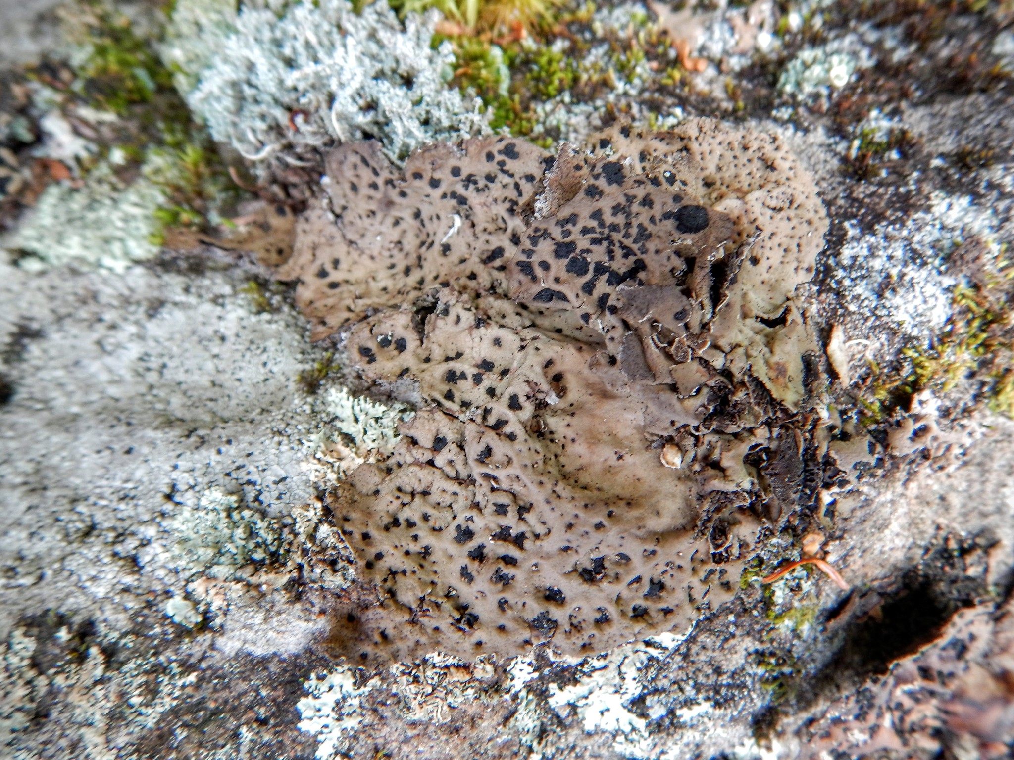Umbilicaria muehlenbergii image