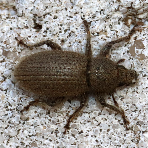 Peritaxia hispida