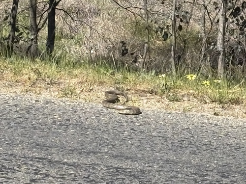 Tiger Snake sighting