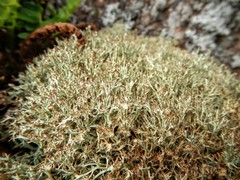 Cladonia amaurocraea