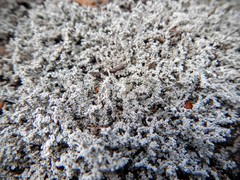 Stereocaulon saxatile