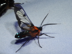 Cosmosoma impar