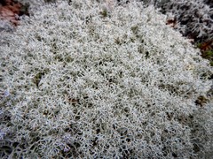 Cladonia arbuscula mitis