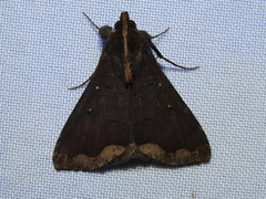 Rejectaria cocytalis