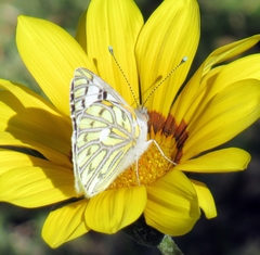Tatochila autodice blanchardii