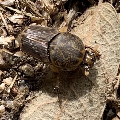 Northern Sandy Dung Beetle