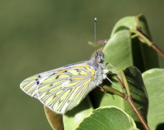 Tatochila autodice blanchardii