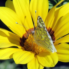 Tatochila autodice blanchardii