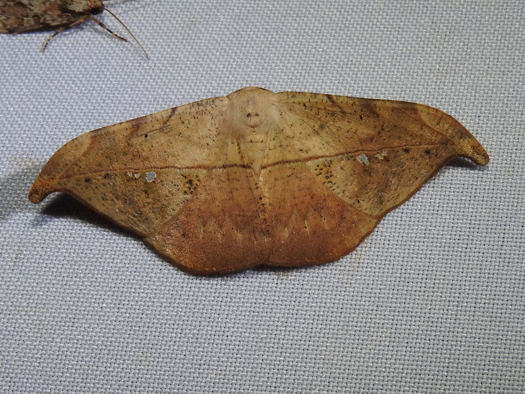 Oxydia platypterata